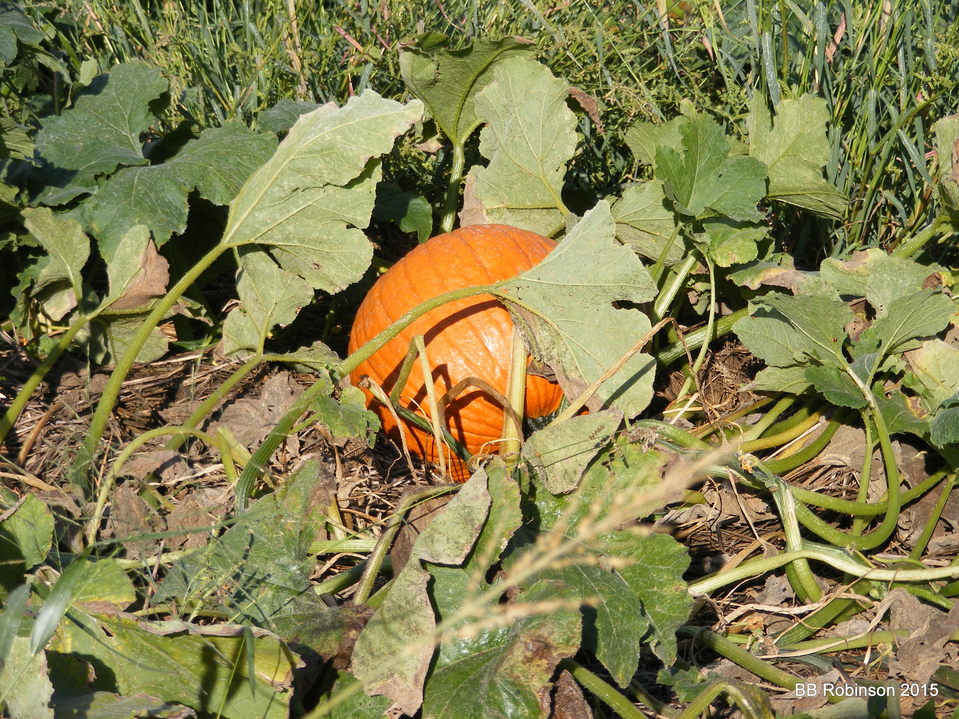 Association Photo Gallery & Media Virginia Pumpkin Growers' Association