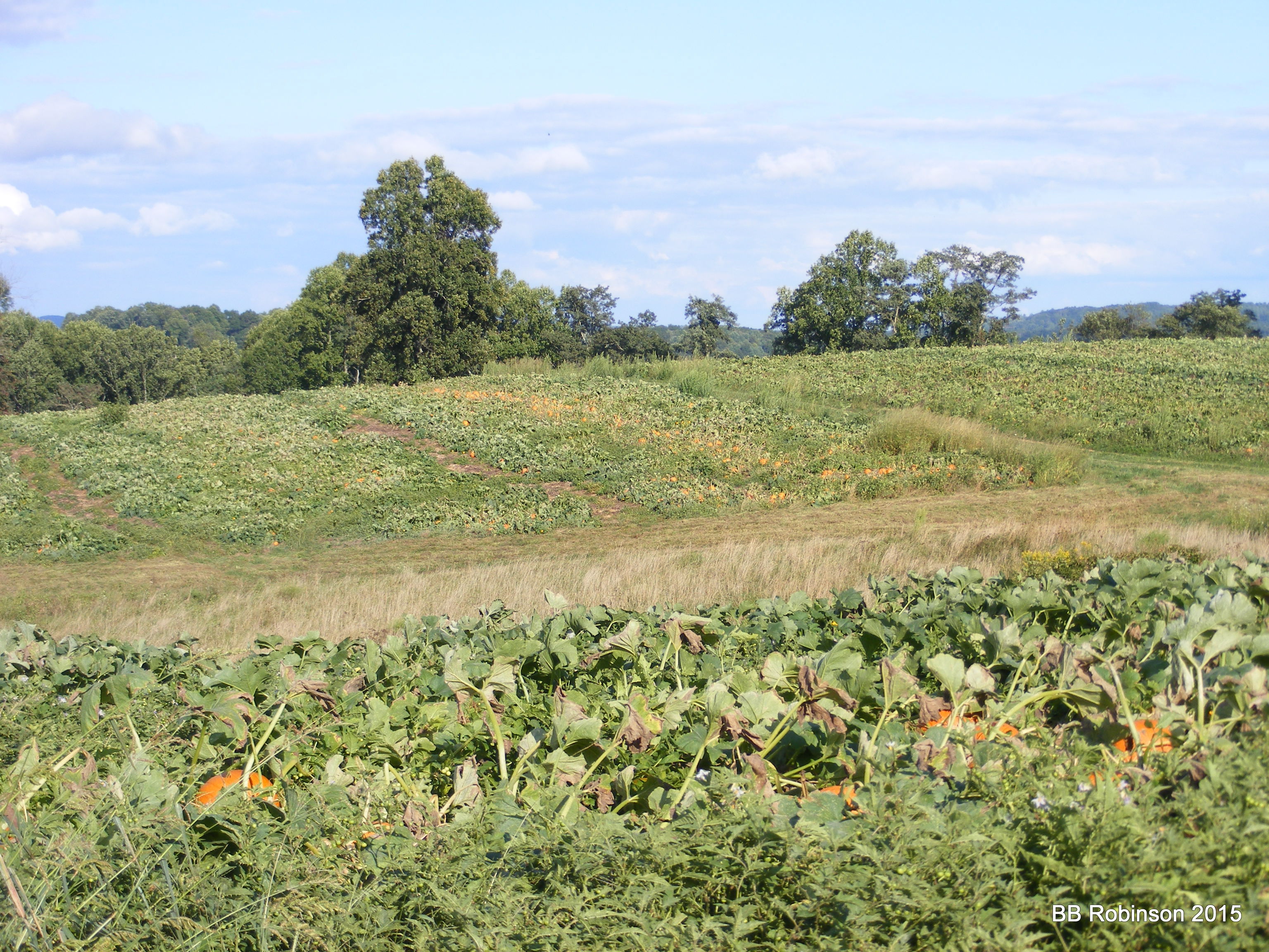 Association Photo Gallery & Media Virginia Pumpkin Growers' Association